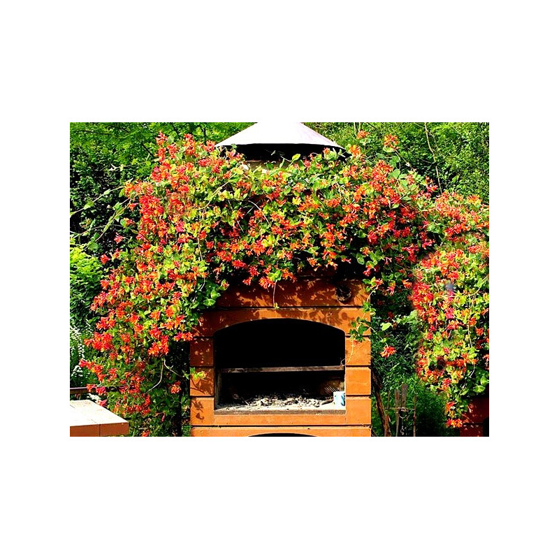 Wiciokrzew Pomorski Serotina