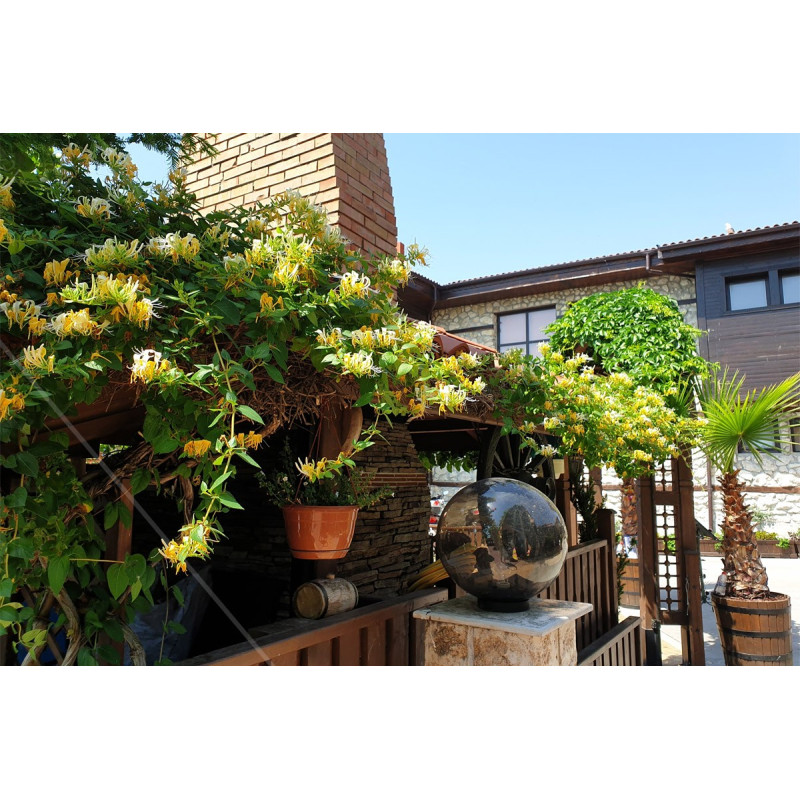 Wiciokrzew na pergolę