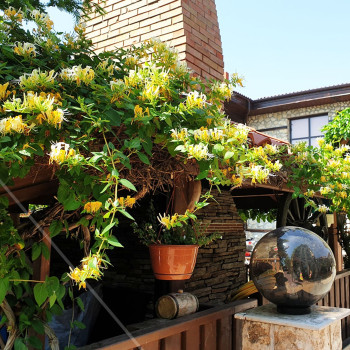 Wiciokrzew japoński sklep