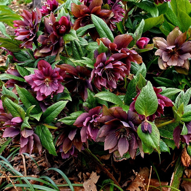 Ciemiernik czerwony sadzonka