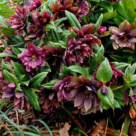 Ciemiernik czerwony sadzonka