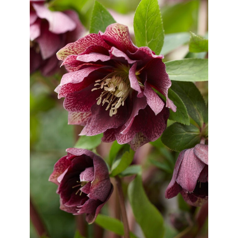 Ciemiernik czerwony sklep