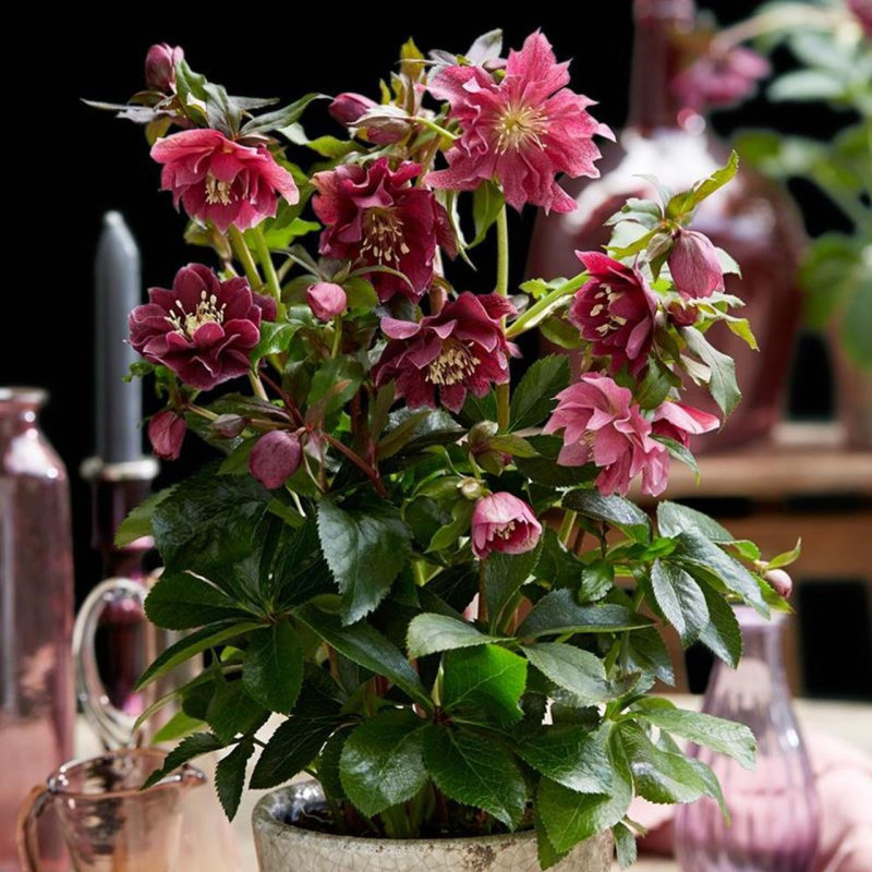 CIemiernik czerwony cena