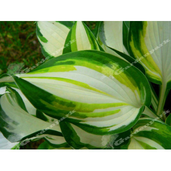 Funkia - Hosta "Enterprise"