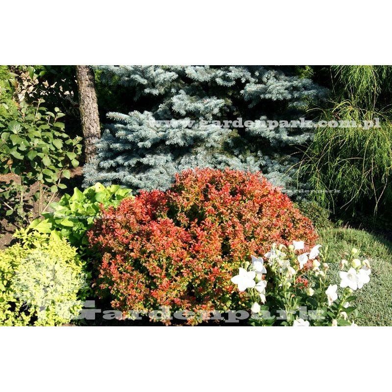 berberys atropurpurea nana