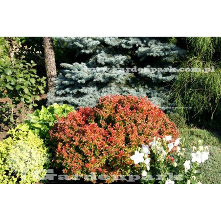 berberys atropurpurea nana