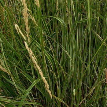 Trzcinniczek  "Overdam" (Trzcinnik)