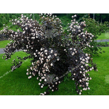 Pęcherznica kalinolistna "Diabolo"