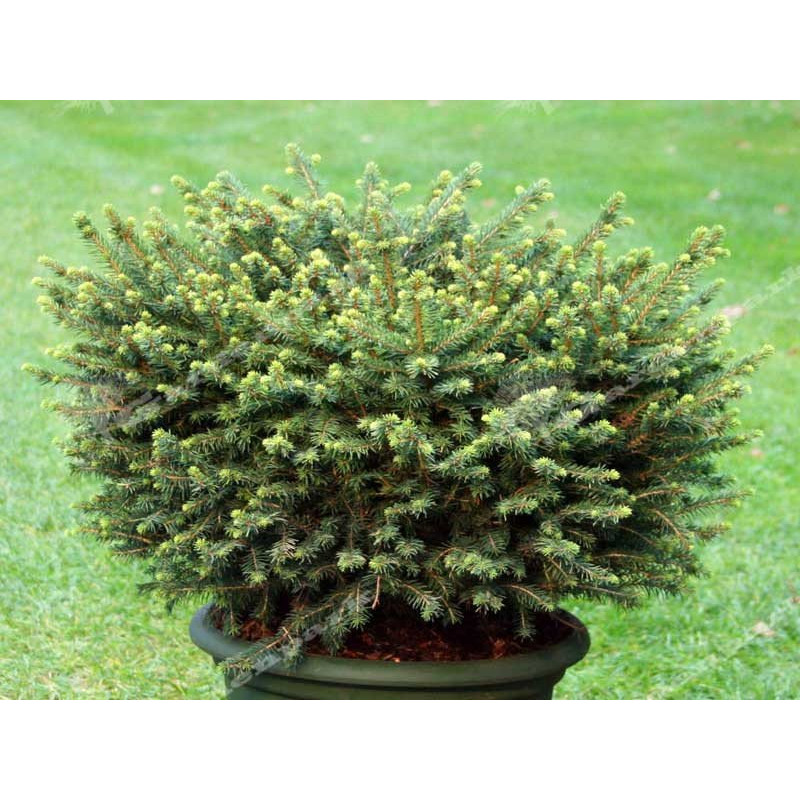 Świerk serbski Karel