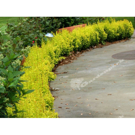 berberys goldenrod sklep