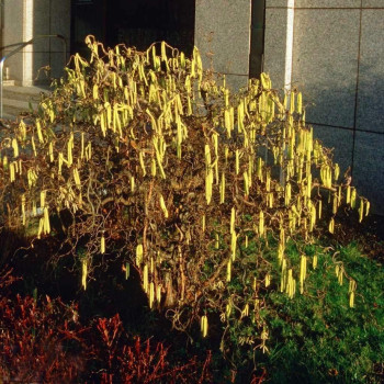 Leszczyna pospolita "Contorta"