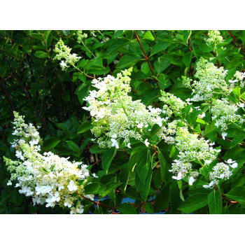 Hortensja bukietowa 'TARDIVA'