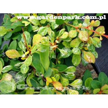 Berberys thunberga "BOUM"