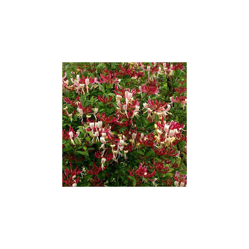 Wiciokrzew pomorski Serotina cena