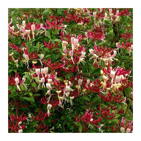 Wiciokrzew pomorski Serotina cena