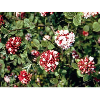 Kalina Koreańska "Diana"