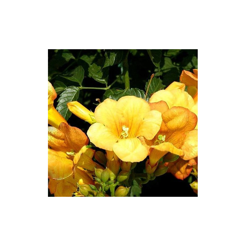 Milin amerykański gdzie kupić