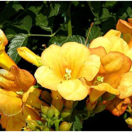 Milin amerykański gdzie kupić