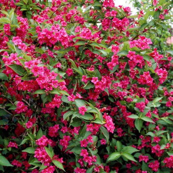 Krzewuszka Cudowna "Bristol Ruby"