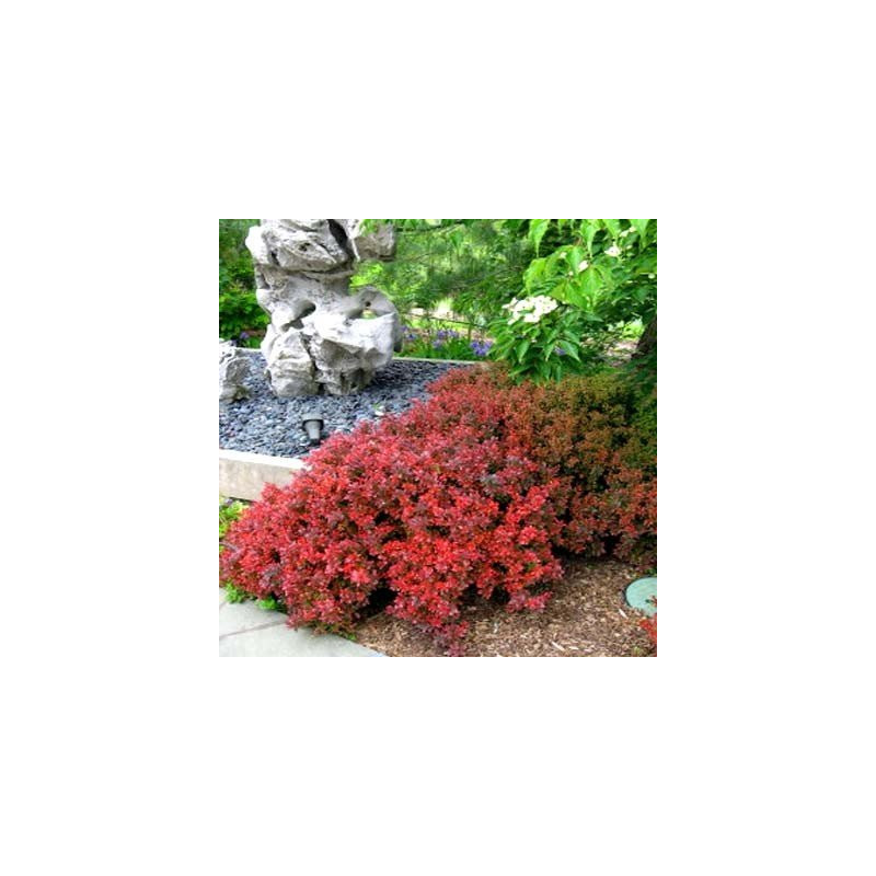 berberys miniaturowy