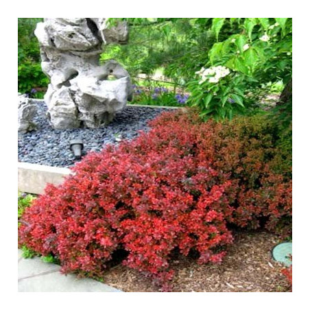 berberys miniaturowy