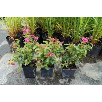 Tawuła japońska "Crispa"