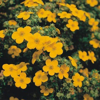 Pięciornik krzewiasty "Tangerine"