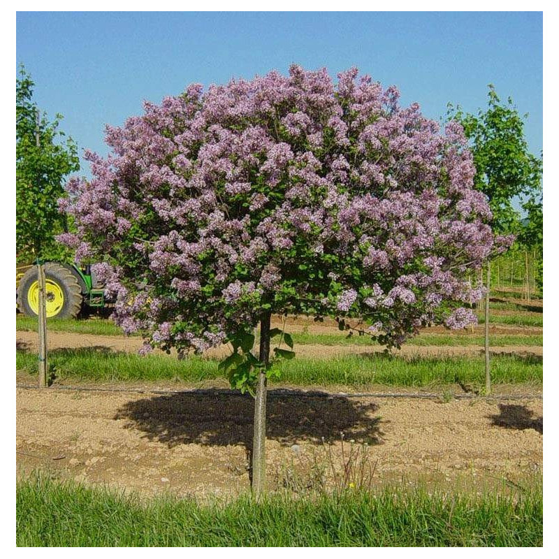 Lilak Meyera Palibin cena