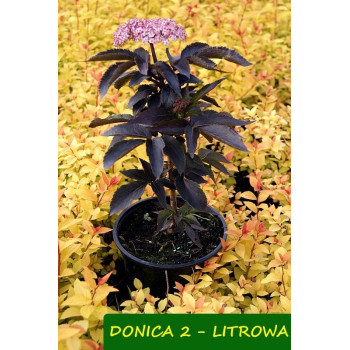 Bez czarny Sambucus Nigra "BLACK TOWER" - kolumnowy