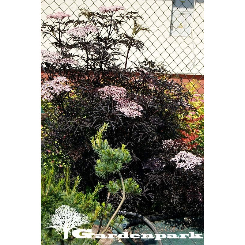 Sambucus Nigra Black Lace