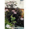 Sambucus Nigra Black Lace
