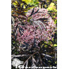 Sambucus Nigra Black Lace