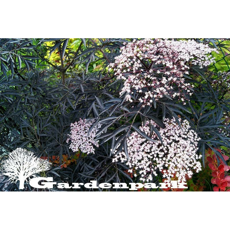 Sambucus Nigra Black Lace