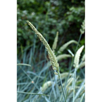 Wydmuchrzyca piaskowa