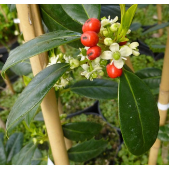 Ostrokrzew "Golden King"