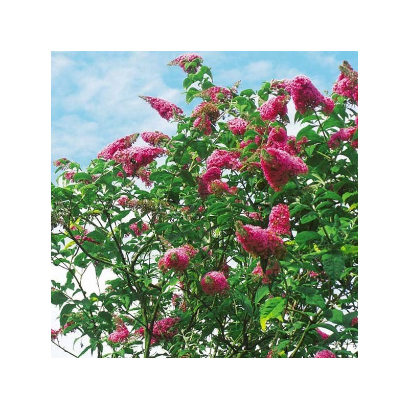 Budleja Royal Red sadzonka