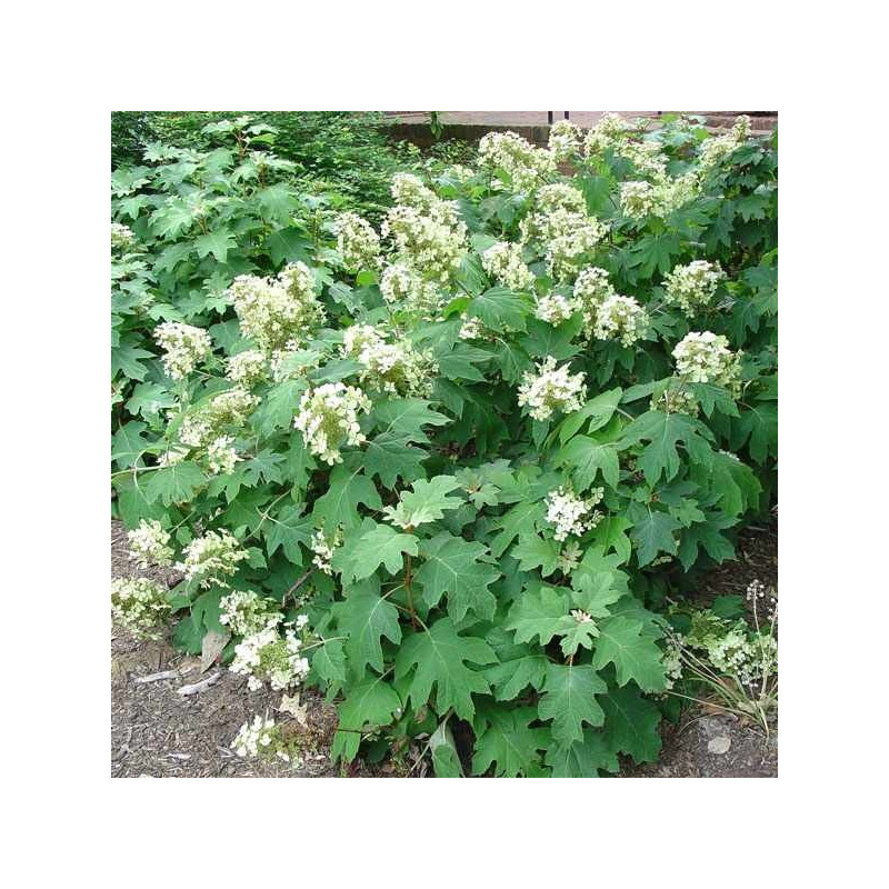 Hortensja dębolistna Burgundy