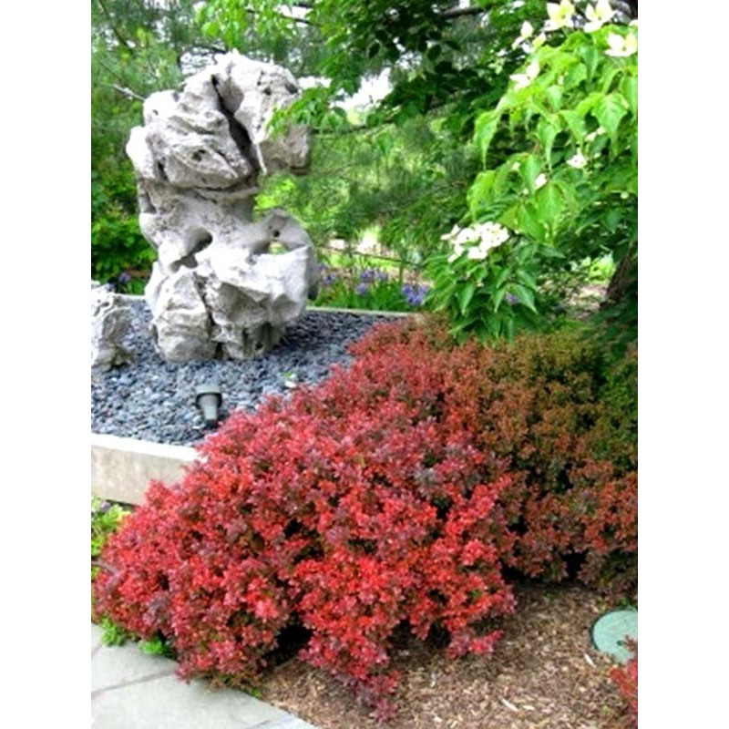 berberys na obwódki