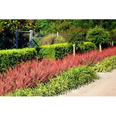 berebrys Orange dream