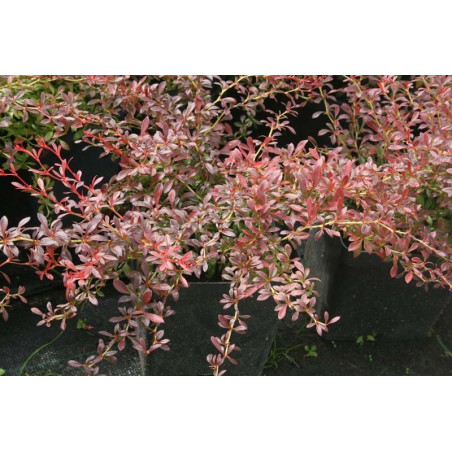 Berberys orange dream