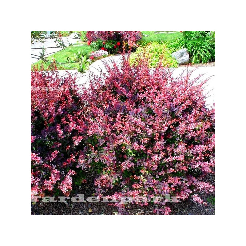 berberys rose glow sadzonka