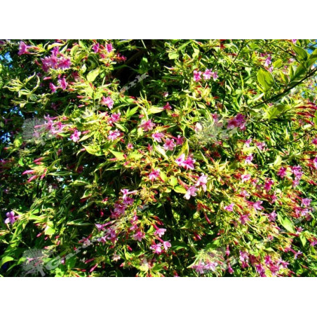 Pnącze na balkon jaśmin