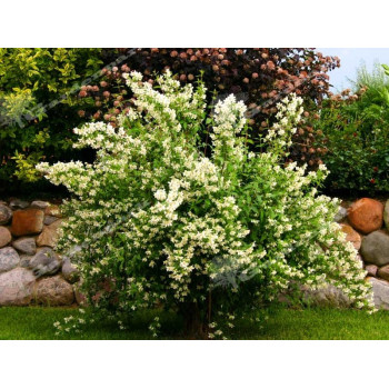 Jaśminowiec "Albatre"