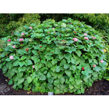 Szczęślin "Bungego"