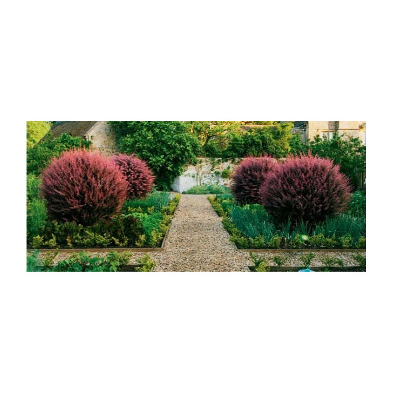 berberys nakrapiany sklep