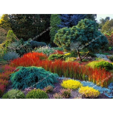 Imperata Red Baron cena