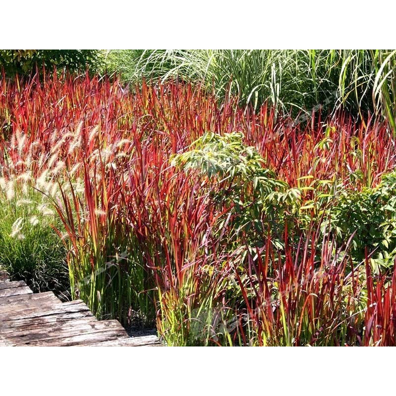 Imperata Red Baron sklep internetowy