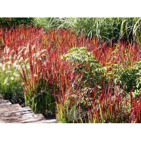 Imperata Red Baron sklep internetowy