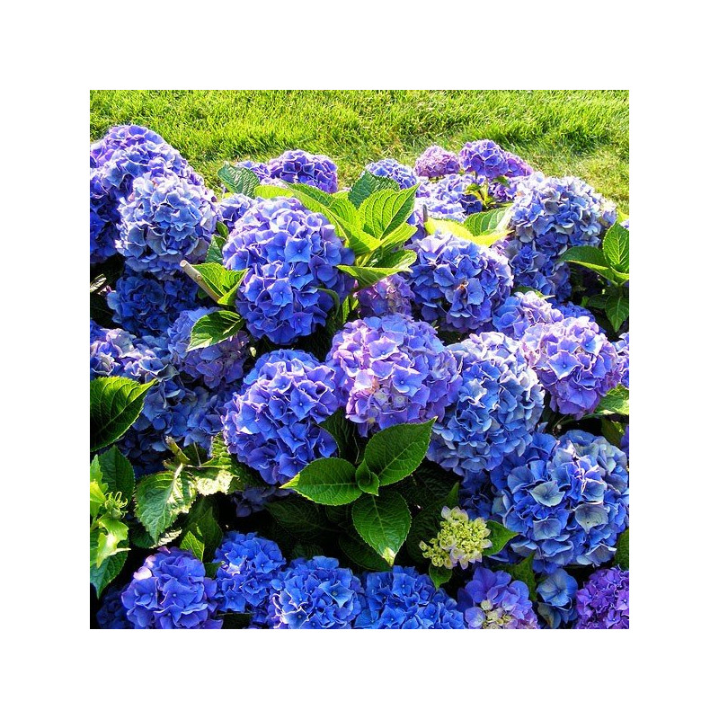 Hortensja ogrodowa niebieska cena