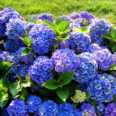 Hortensja ogrodowa niebieska cena